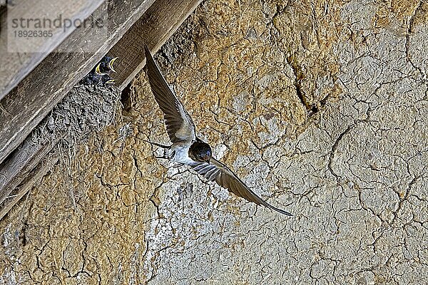 Rauchschwalbe (hirundo rustica)  Erwachsener im Flug  füttert Küken am Nest  Normandie