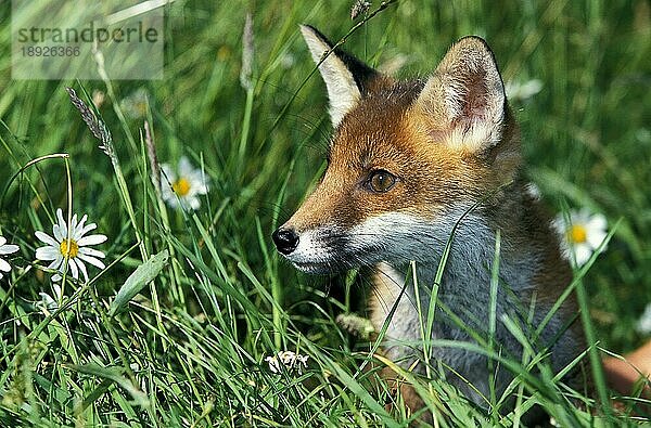 ROTER FUCHS (vulpes vulpes)  PORTRAIT EINES ERWACHSENEN IM LANGEN GRAS