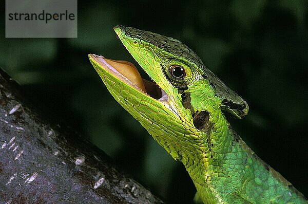 Kaskenkopfleguan  laemanctus longipes  Erwachsener mit offenem Maul