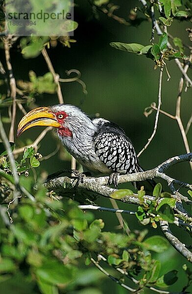 Gelbschnabeltoko (tockus flavirostris)  Erwachsener auf Ast  Südafrika