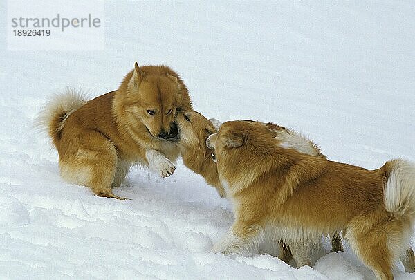 Islandhund oder Isländischer Schäferhund  Erwachsene spielen auf Schnee