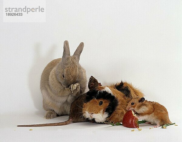 Rabbit  Rat  Guinea Pig and Golden Hamster  Hauskaninchen  Farbratte  Rosetten-Meerschweinchen und Goldhamster  Kaninchen  innen  Studio