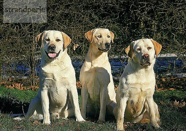 GELBER LABRADOR RETRIEVER  GRUPPE VON ERWACHSENEN IM GRAS SITZEND