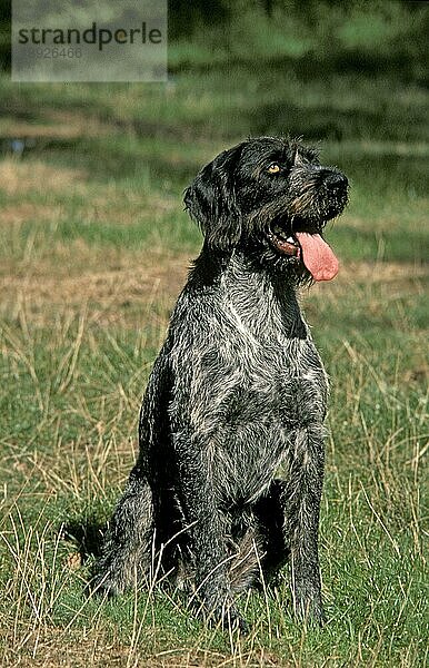 Deutscher Drahthaarvorstehhund oder Drathaar  Erwachsener sitzend auf Gras