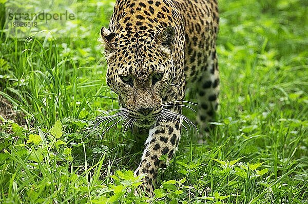 Sri Landkan Leopard (panthera pardus kotiya)  Erwachsener auf Gras