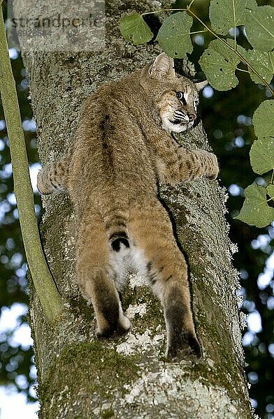 Sandkatze (felis margarita)  erwachsen  klettert am Baumstamm