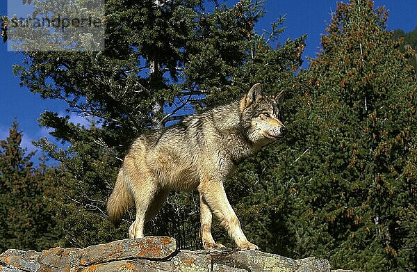 NORDAMERIKANISCHER Mackenzie-Wolf (canis lupus occidentalis)  ERWACHSENER AUF FELSEN STEHEND  KANADA