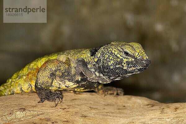 Nordafrikanische Dornschwanzagame (uromastyx acanthinurus)  ERWACHSENE