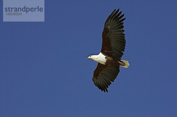 AFRIKANISCHER FISCHAISER (haliaeetus vocifer)  ERWACHSENER IM FLUG  BARINGO-SEE IN KENIA