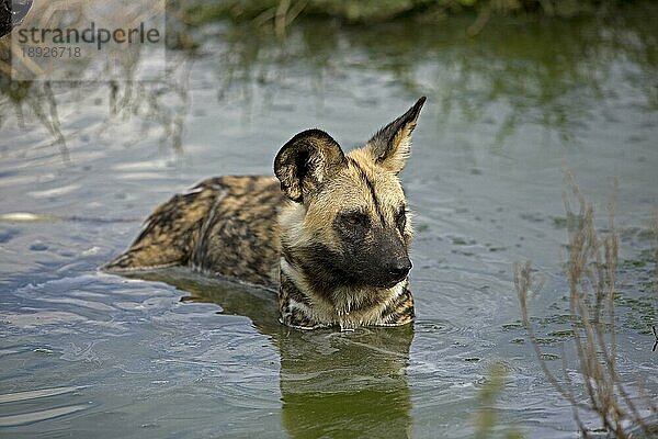 Afrikanischer Wildhund (lycaon pictus)  Erwachsener im Wasserloch  Namibia  Afrika