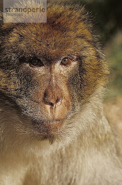 Berberaffe (macaca) sylvana  Porträt eines Erwachsenen