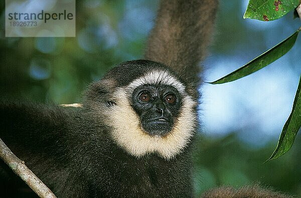 Muller's Gibbon  hylobates mülleri  Porträt eines Erwachsenen