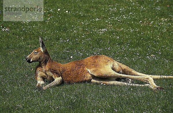 Rotes Känguru (macropus rufus)  Erwachsener liegend auf Gras