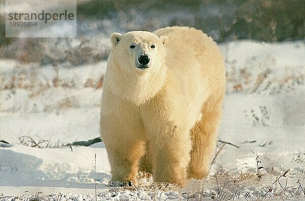 Eisbär (thalarctos maritimus)  ERWACHSENER IM SCHNEE STEHEND  CHURCHILL IN MANITOBA  KANADA