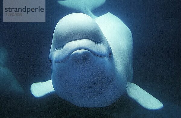 Beluga oder Weißwal (delphinapterus leucas)  erwachsen