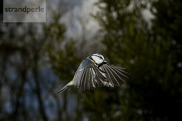 Blaumeise (parus caeruleus)  ERWACHSENE IM FLUG  NORMANDY IN Frankreich