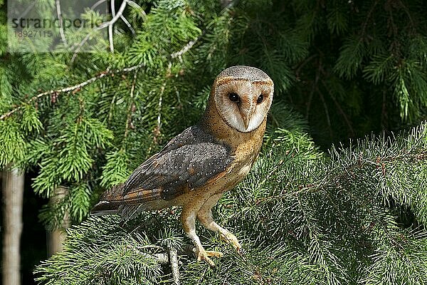 Schleiereule (tyto alba)  Erwachsener im Tannenbaum