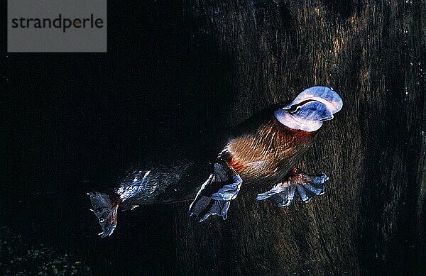 Schnabeltier (ornithorhynchus anatinus)  ERWACHSENE SCHWIMMEND  UNTERWASSERANSICHT  AUSTRALIEN