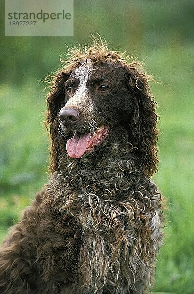 Pont Audemer Spaniel Hund  Portrait eines Erwachsenen