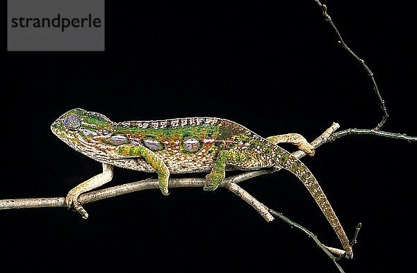 Madagaskar Waldchamäleon (furcifer campani)  Erwachsener auf Ast gegen schwarzen Hintergrund