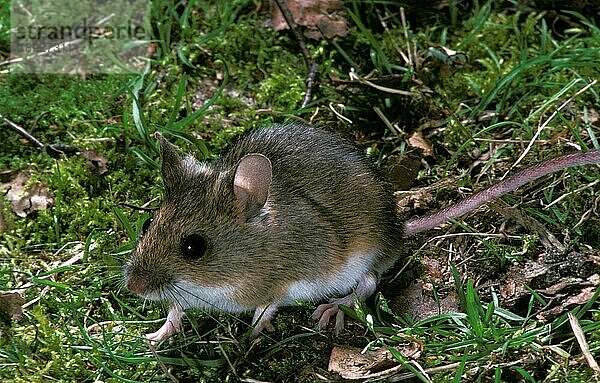 Langschwänzige Feldmaus (apodemus sylvaticus)  Erwachsener