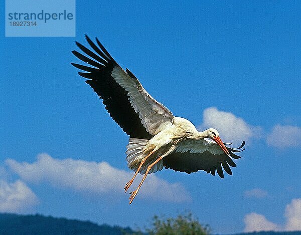 Weißstorch (ciconia ciconia)  Erwachsener im Flug  Elsass in Frankreich