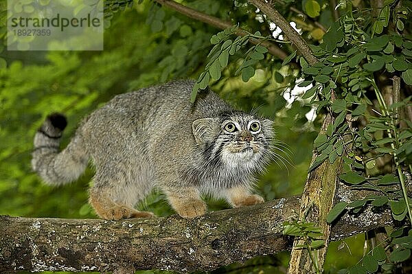 MANUL- (Otocolobus manul) ODER PALLAS-KATZE  ERWACHSENER AM BRANCH