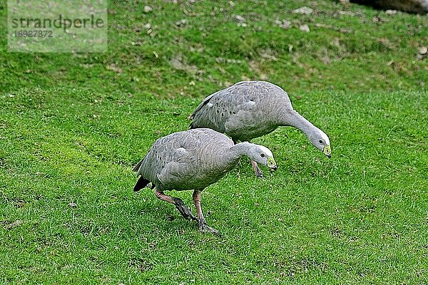 Kap-Brachialgans (cereopsis novaehollandiae)  erwachsen