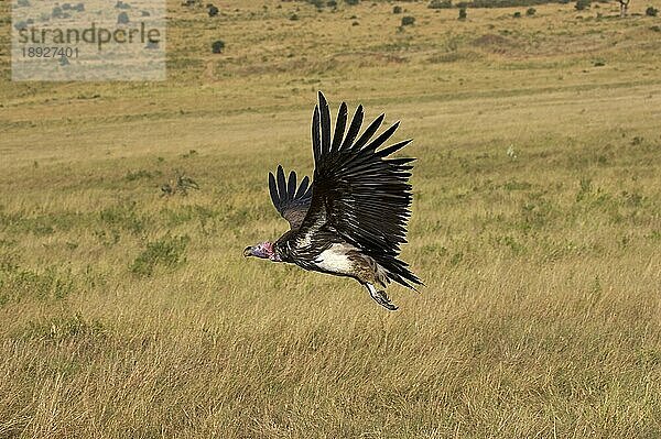 Ohrengeier (torgos tracheliotus)  ERWACHSENER IM FLUG  MASAI MARA in KENIA