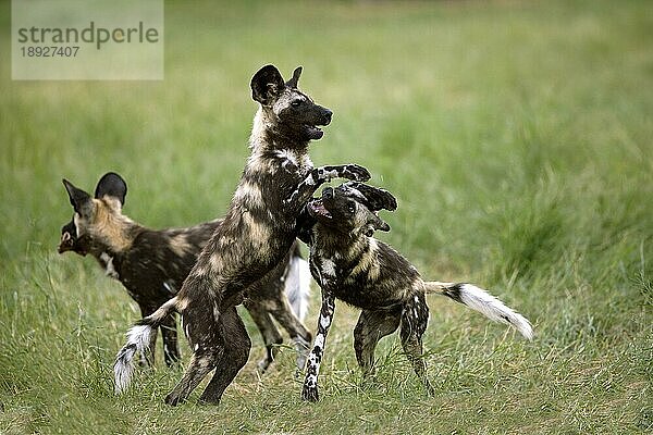 Afrikanischer Wildhund (lycaon pictus)  Erwachsene spielen  Namibia  Afrika