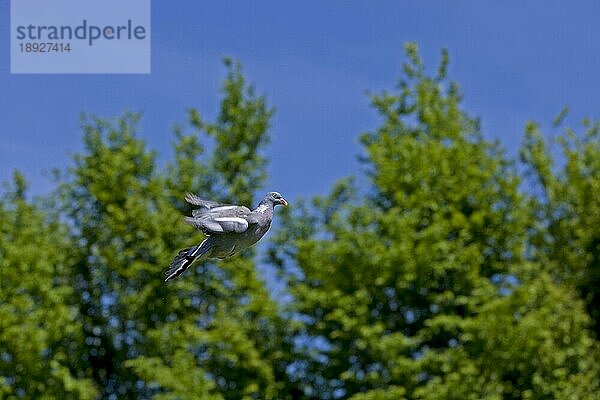 Ringeltaube (columba palumbus)  ERWACHSENE IM FLUG