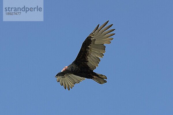 Truthahngeier (cathartes aura)  Erwachsener im Flug  Paracas National Park in Peru