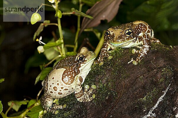 Amazonas-Milchfrosch (phrynohyas resinifictrix)  erwachsen