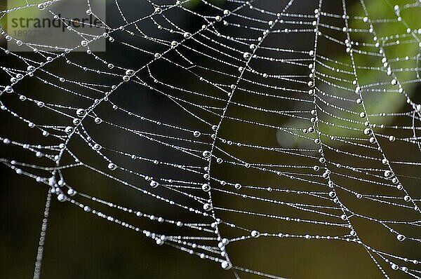 Spinnennetz einer Kreuzspinne mit Tautropfen