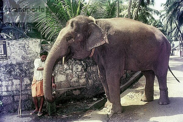 Tempelelefant trinkt Wasser aus einem Straßenhahn in Thiruvananthapuram  Kerala  Indien  Asien