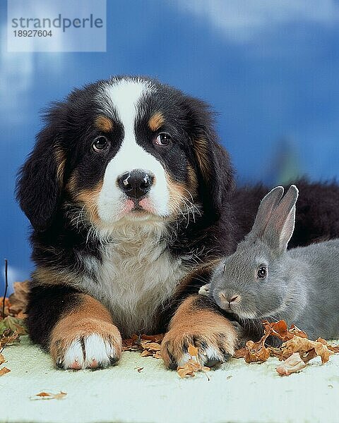 Bernese Mountain Dog  puppy  and Domestic Rabbit  Berner Sennenhund  Welpe  und Hauskaninchen  Kaninchen