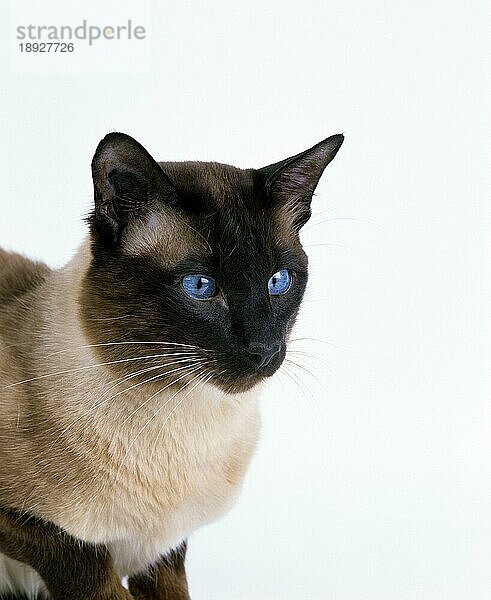 BALINESISCHE HAUSKATZE  PORTRÄT EINES ERWACHSENEN MIT BLAUEN AUGEN