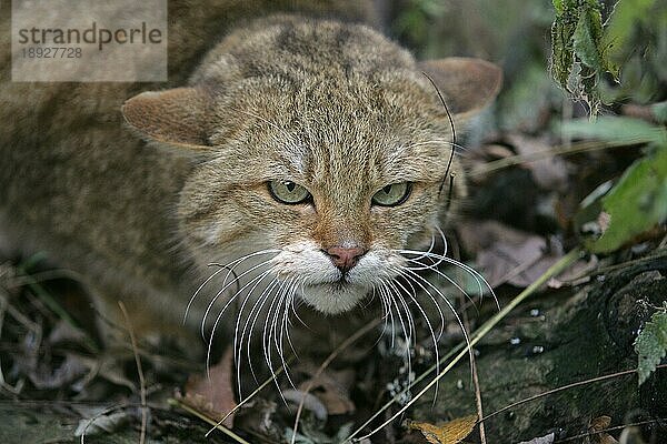 Europäische Wildkatze (felis silvestris)  Porträt eines Erwachsenen