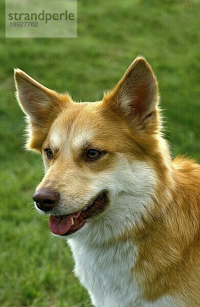 Sibirischer Laika-Hund  eine Rasse aus Russland  Porträt eines Erwachsenen