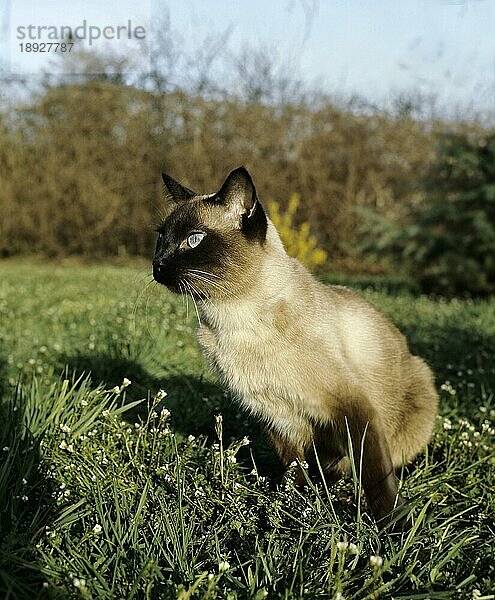 Seal Point Siam Hauskatze  Erwachsener stehend auf Gras