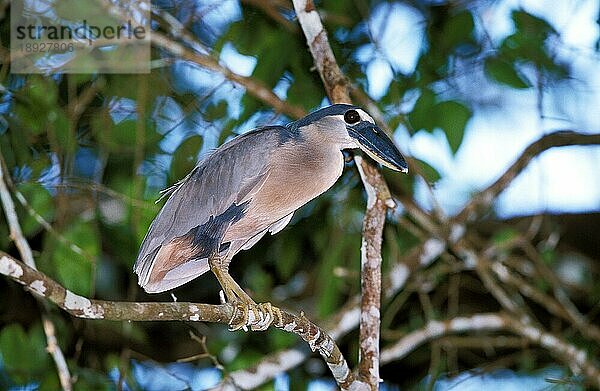 Kahnschnabelreiher (cochlearius cochlearius)  Erwachsener im Baum  Costa Rica  Mittelamerika