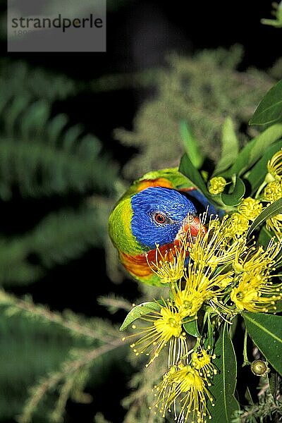 RAINBOW Gebirgs-Allfarblori (trichoglossus haematodus moluccanus)  ERWACHSENE Fressende Blume  AUSTRALIEN