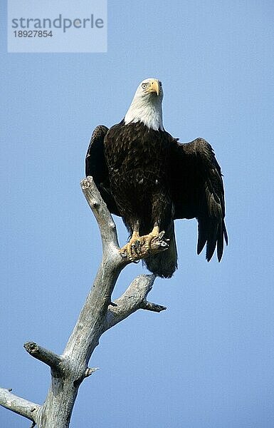 Bald Eagle  Weißkopfseeadler (Haliaeetus leucocephalus) (Amerika) (america) (Tiere) (animals) (Vogel) (Greifvögel) (birds of prey) (außen) (outdoor) (Ast) (frontal) (head-on) (von vorne) (sitzen) (sitting) (adult)  Florida  USA  Nordamerika