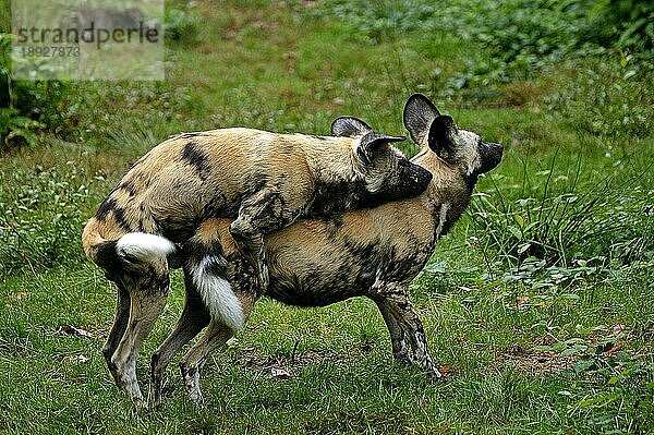 Afrikanischer Wildhund (lycaon pictus)  Paar Paarung