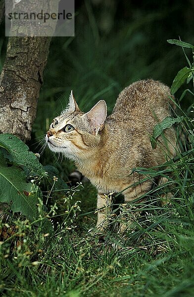 AFRIKANISCHE WILDKATZE (felis silvestris lybica)  ERWACHSENER AUF GRAS STEHEND