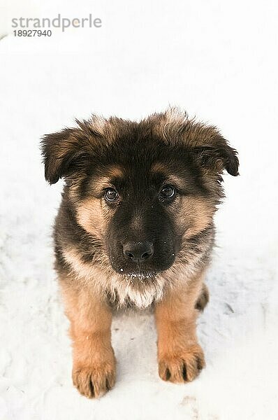 Deutscher Schäferhund (Canis lupus familiaris)  langhaariger Welpe  10 Wochen  sitzend im Schnee