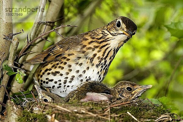 Singdrossel (turdus philomelos)  Erwachsener mit Küken im Nest  Normandie