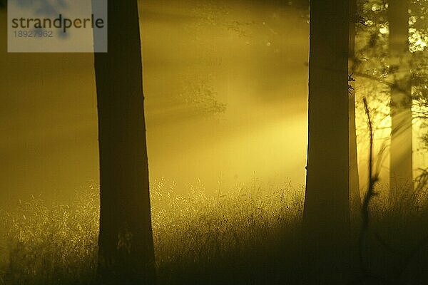 Bäume  Wald  Lichtstimmung  Deutschland  Schwarzwald  Schwarzwald  Deutschland  Europa