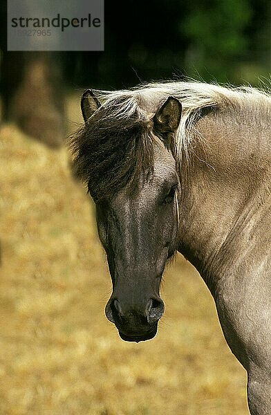 Hauspferd (equus caballus) gmelini  Porträt eines Erwachsenen