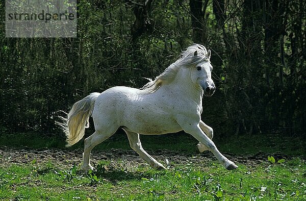 Camargue-Pferd  Erwachsener im Galopp durch die Koppel